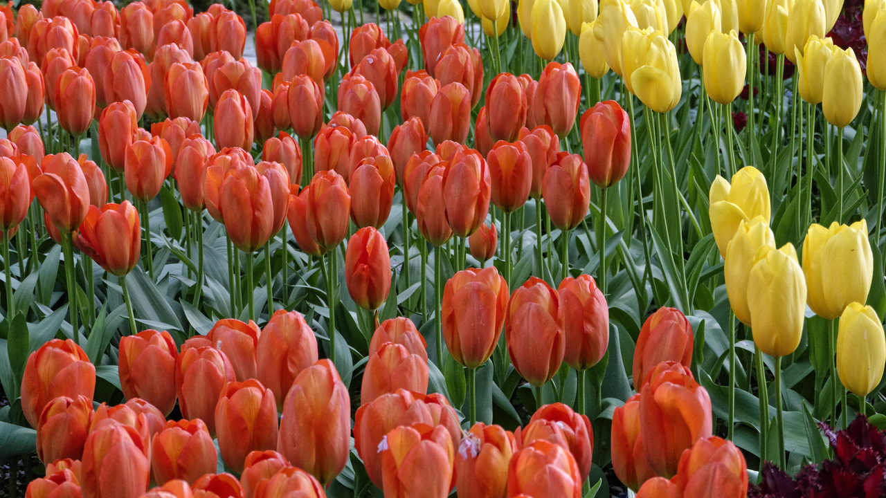 20140423 095946 Keukenhof Gardens, Lisse, South Holland, Netherlands